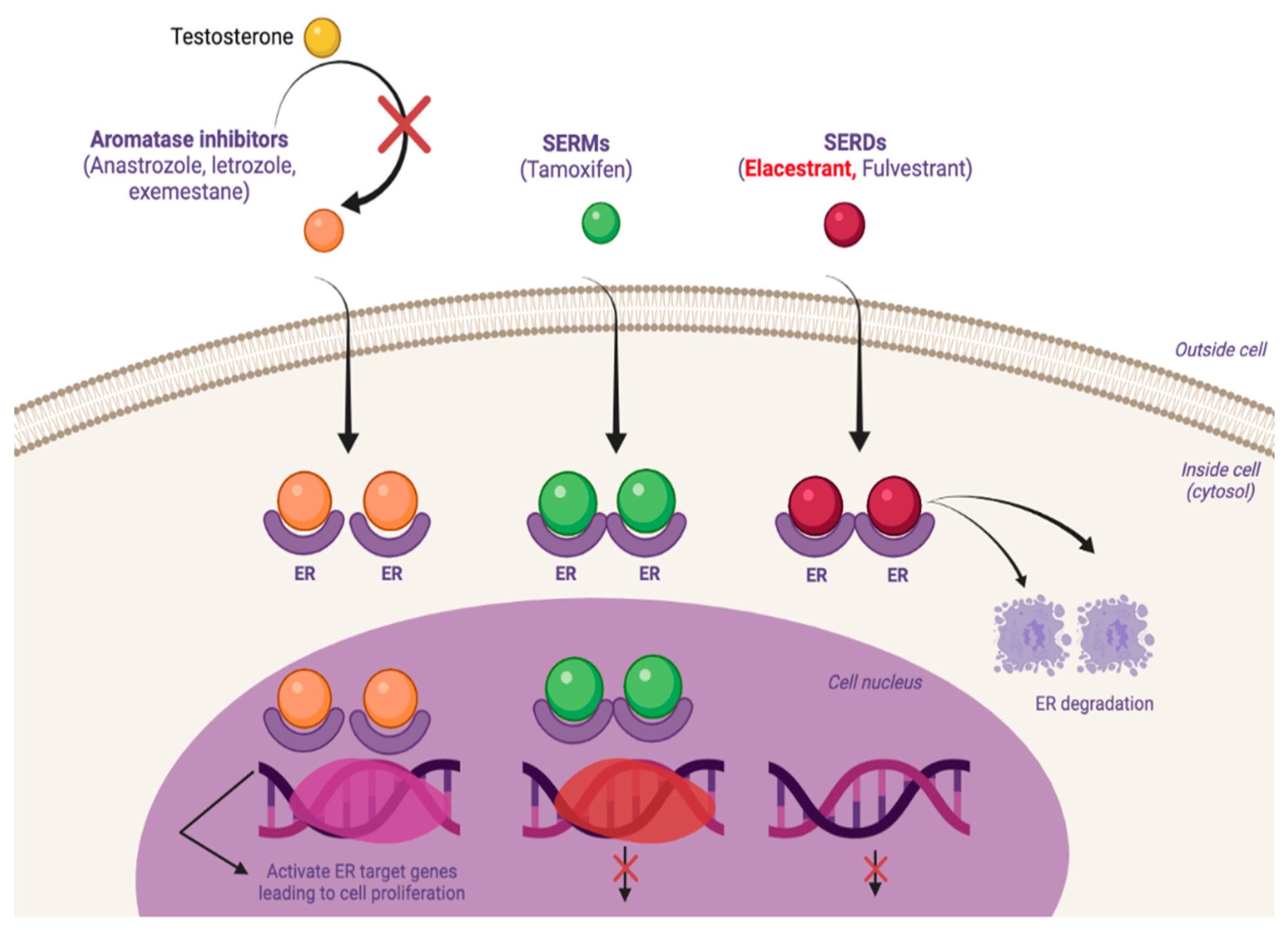 SERM molecular mechanism of action • Chord
