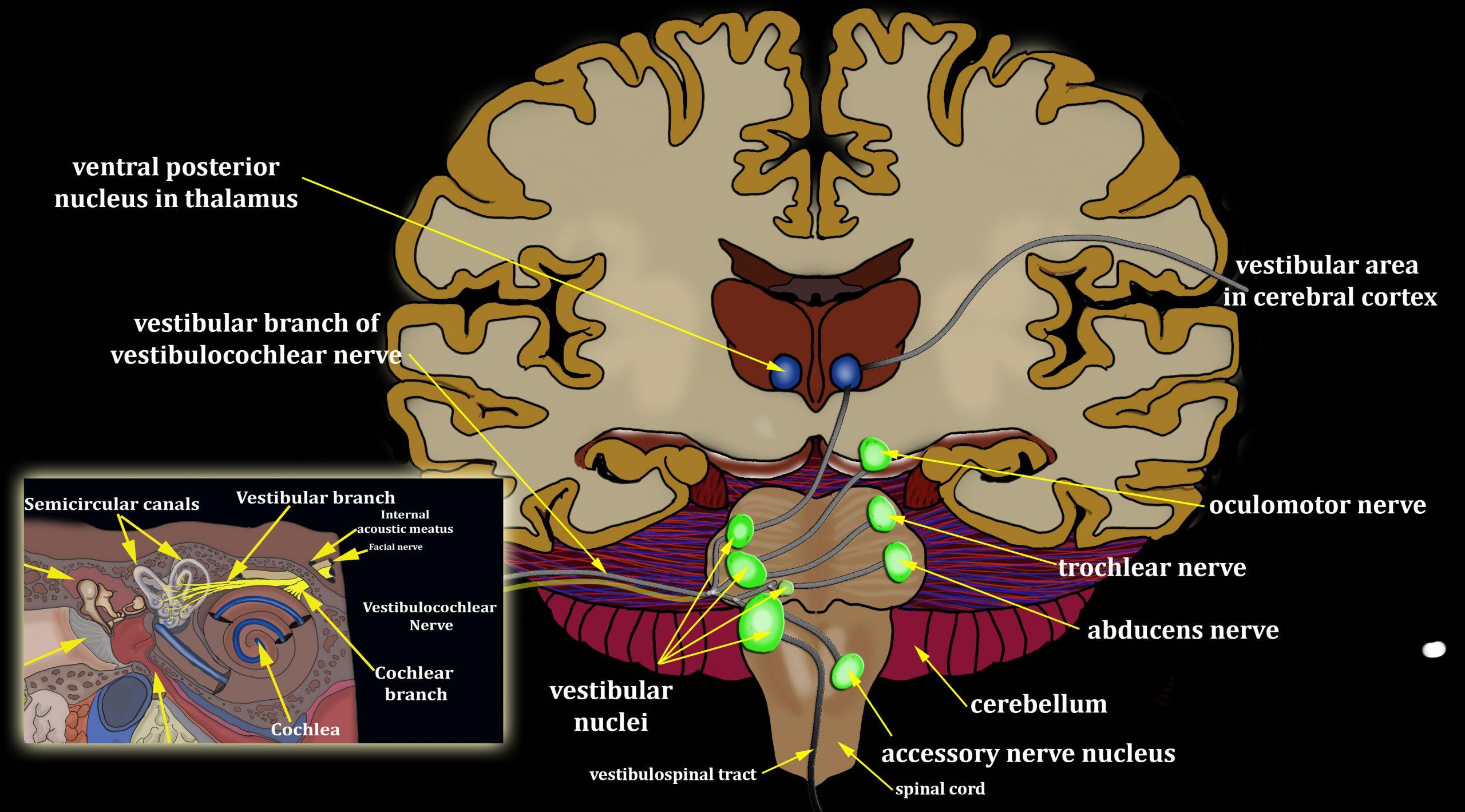 vestibular apparatus and its functions โข Chord Biology Diagrams